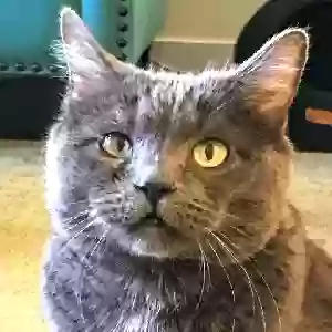 lost male cat squish